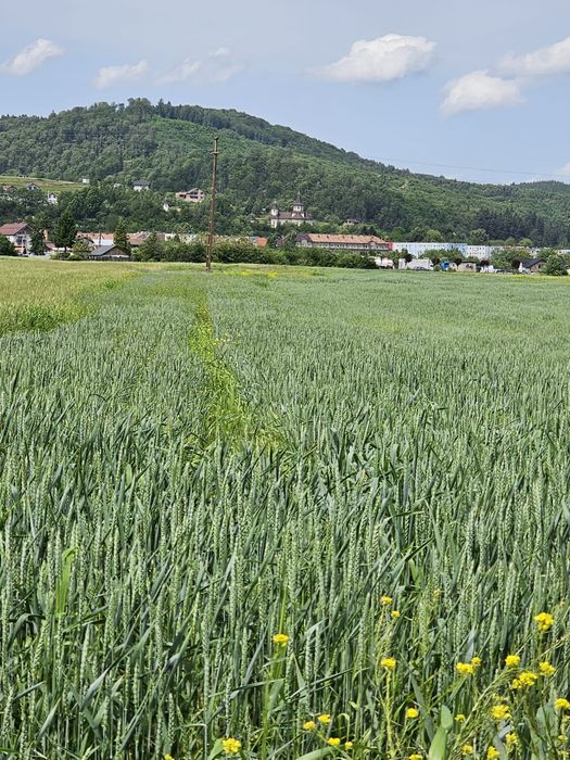 Teren intravilan