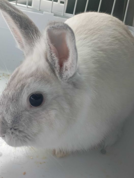 Кролик домашний декоративный