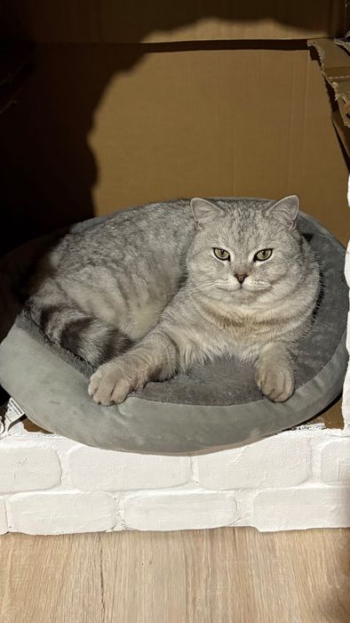 Пропал кот в Акжаре