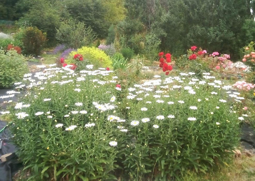 Продаю многолетние цветы дёшево