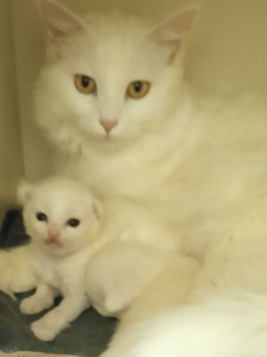 Парода турецкий ангора