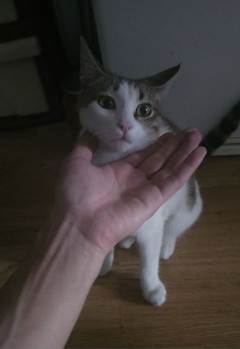 Полугодовалый котенок даром