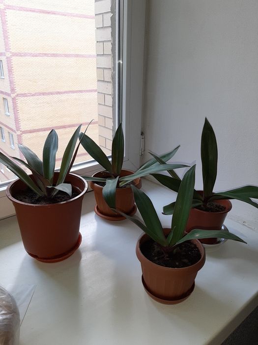 Красивые комнатные цветы. Обмен