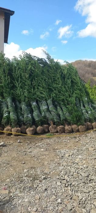 Leylandii calitate 1