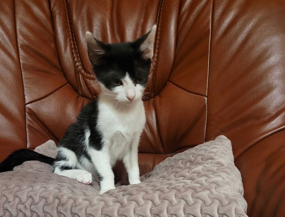 Adoptie motanel de 7 luni - Vaccinat Deparazitat