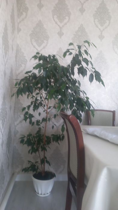 Цветы домашние фикусы