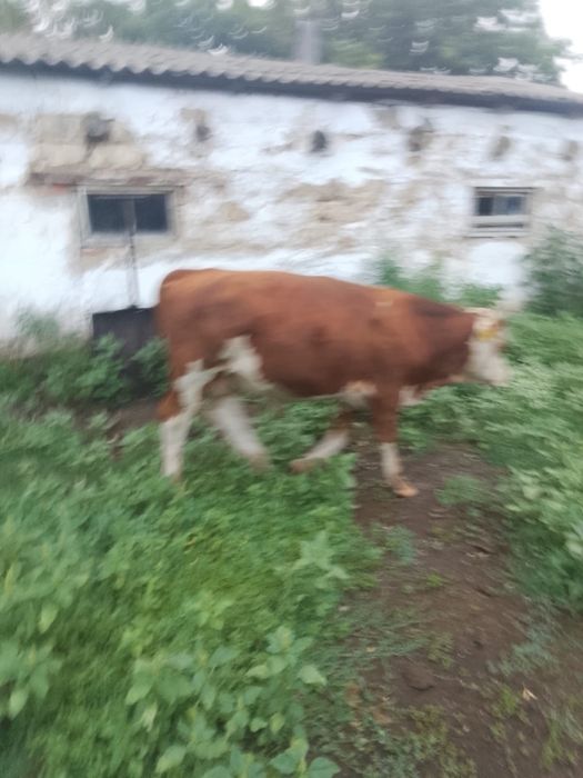 продам 2 быка, и одну телку