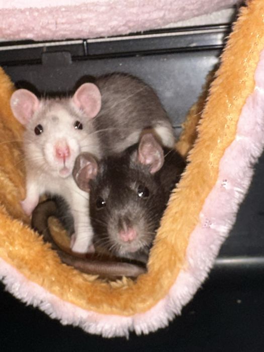 Продаю 2-х крысок