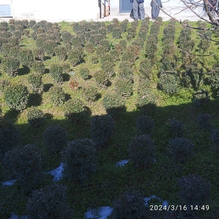 Shamshodla zaril sotila dumalo yiri murojat uchun