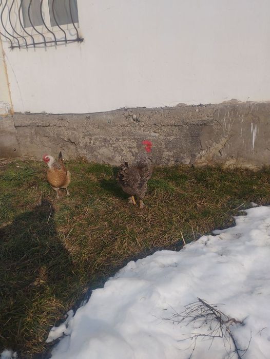 Породыстый қораз 7айлық