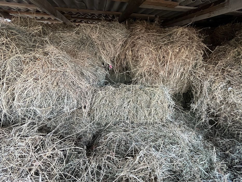 Таза Жоңышқа шөп сатылады