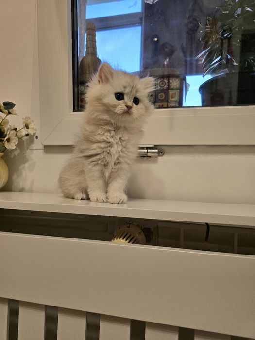 Pui pisică british longhair