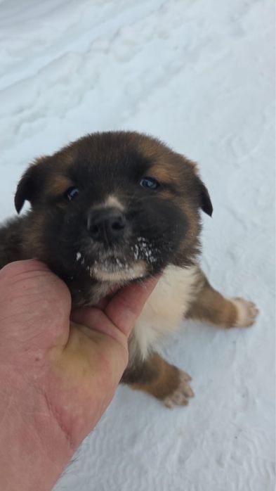 Отдам щенка. Мама немецкая овчарка