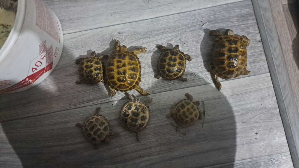 Toshbaqa черепаха 24/7