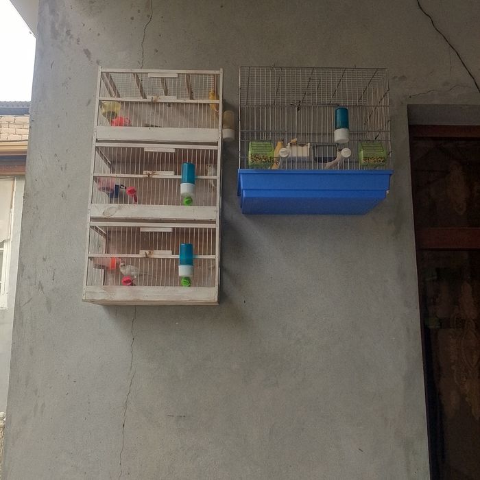 Продаются канарейки самцы