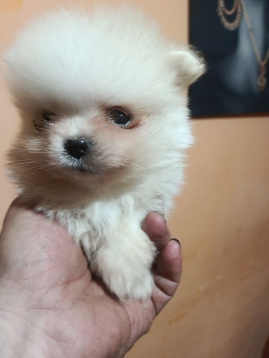 Померанкета.четери момчета