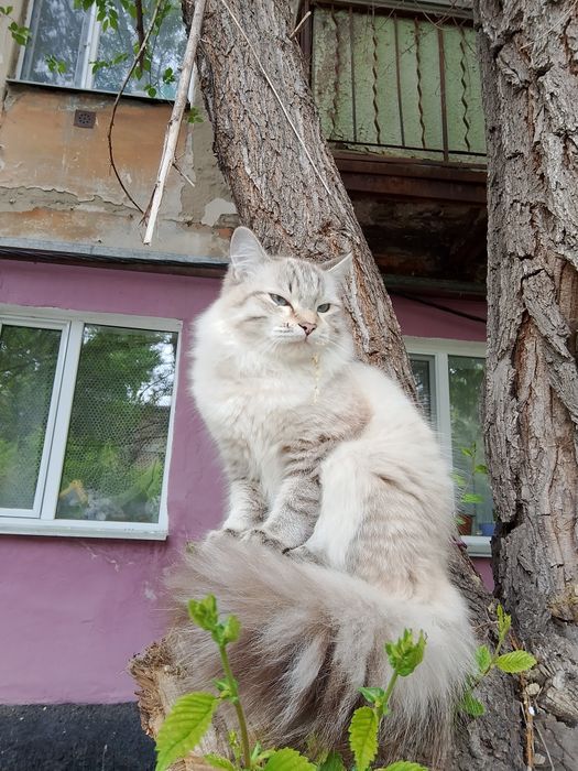 Отдам в добрые руки
