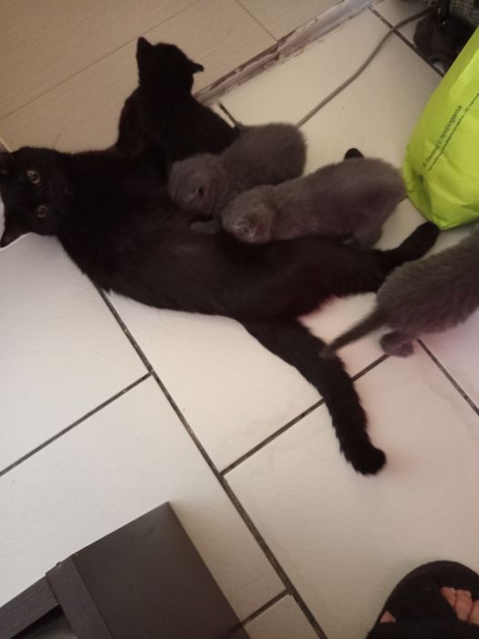 Британски котенца
