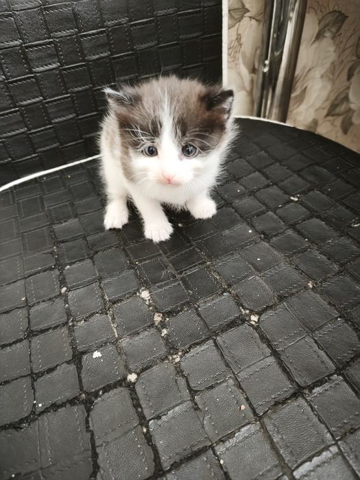 Отдам котят ! Бесплатно