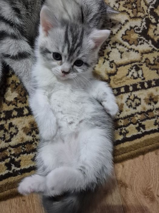 Продам котят шотланских