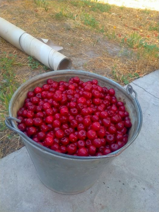 Шие вишня сатылады