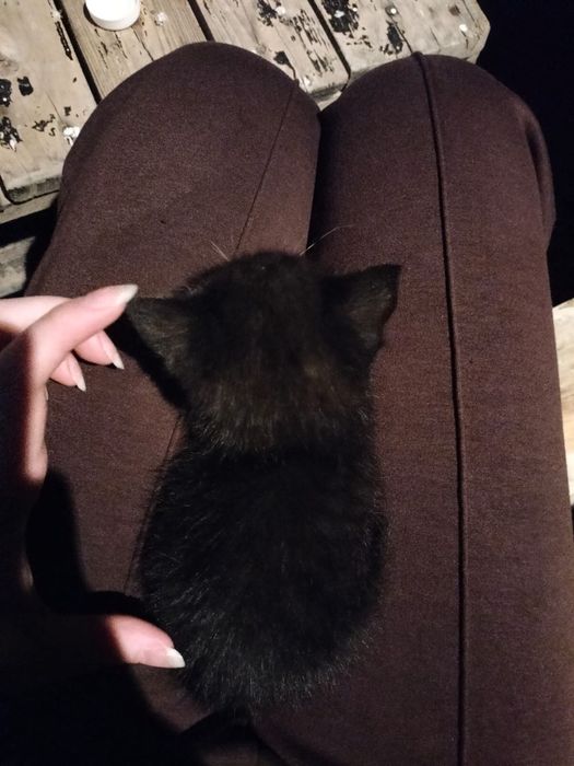 Котенок маленький