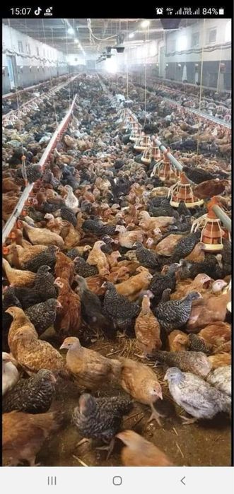 Vand pui de carne si rasa mixta