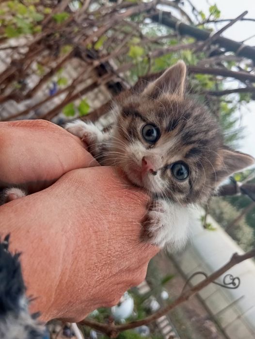 Отдам бесплатно котят