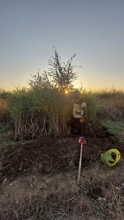 Қарағаш көшеттері