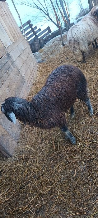 Berbec mior Band judetul Mureș