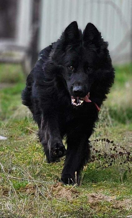 Вязка немецкой авчарки