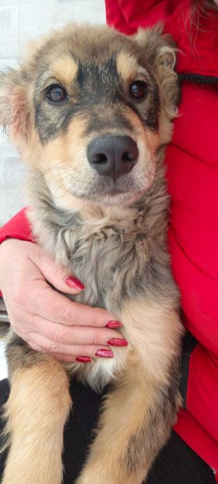 Отдам мальчика только в хороши дом