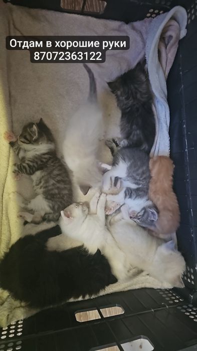 Котята уличные разные