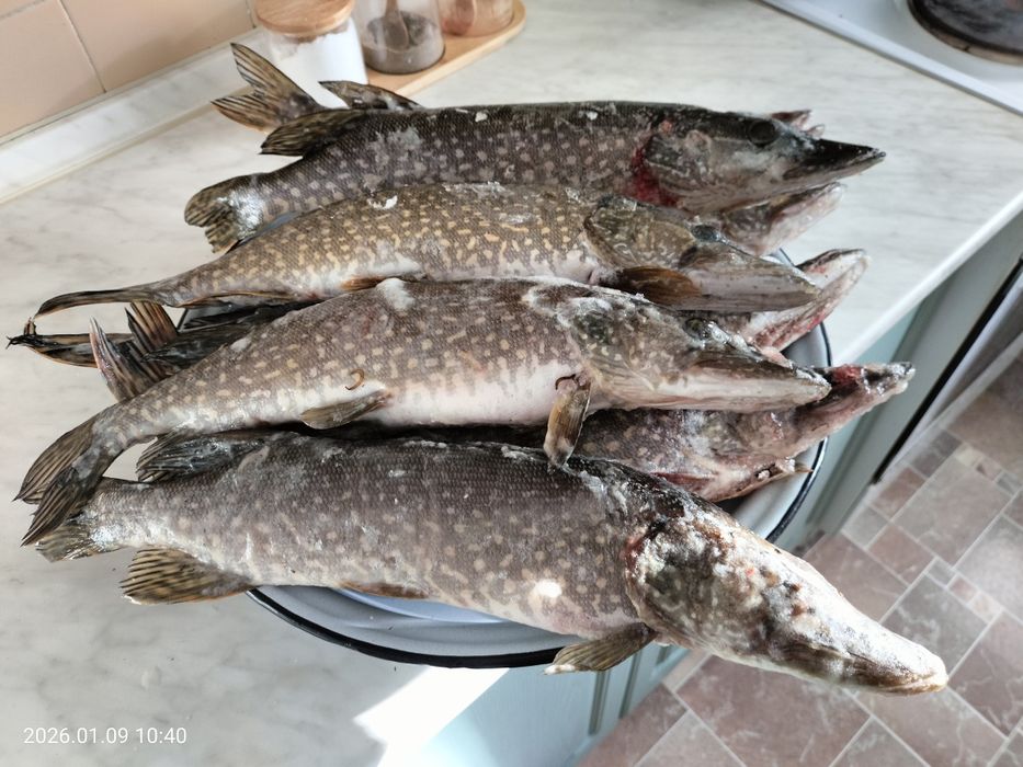 Свежемороженая щука