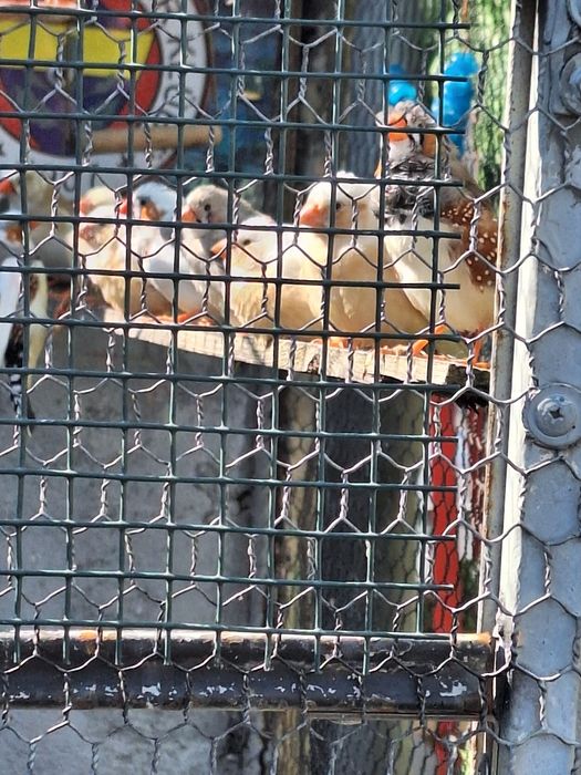 Зеброви амадини (финки)