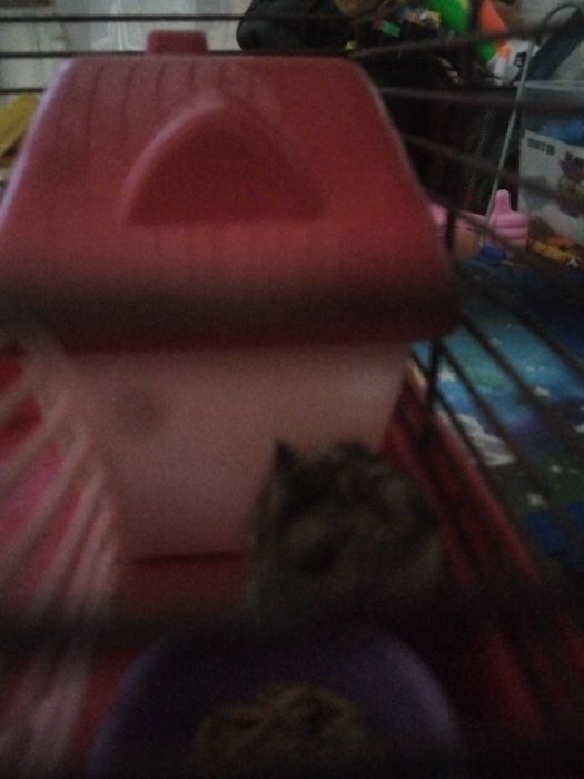 Продам клетку с хомяком и всем необходимым е