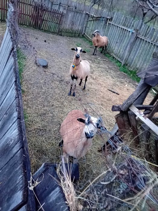 Oi de vanzare camerun