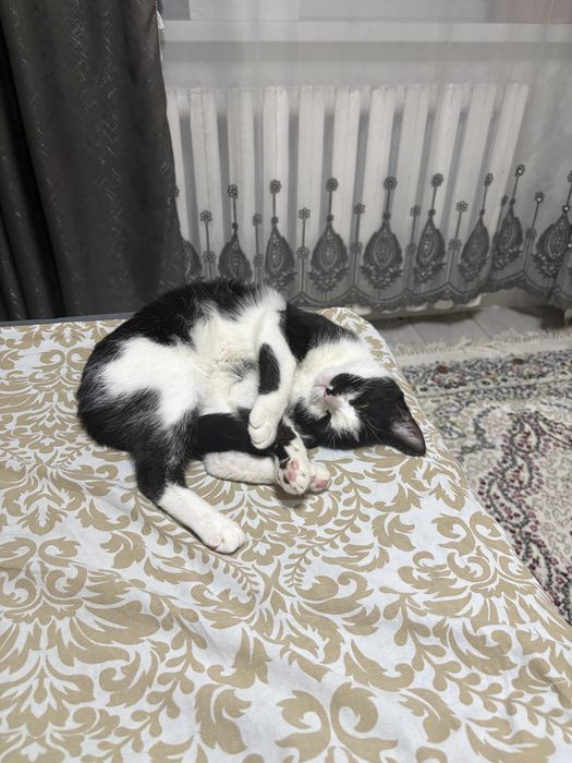 Отдам в добрые ручки!