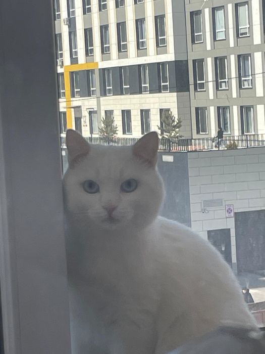 Шикарный белый кот