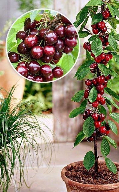 Pomi Fructiferi Columnari (Cireș)