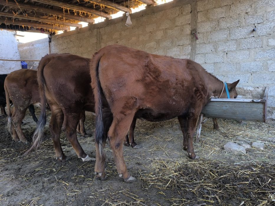 Семиз гуножинла  Учаласиям сотилади