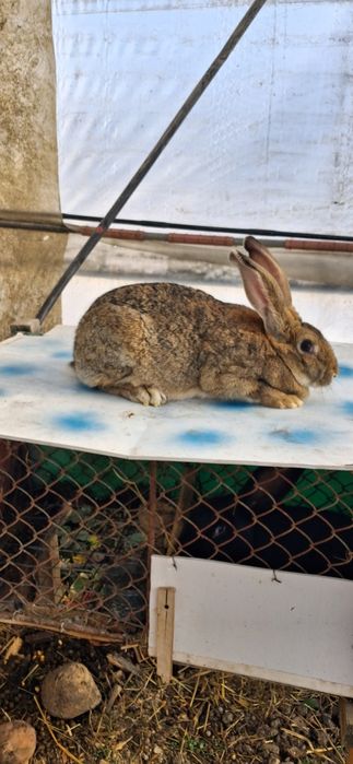 Iepuroaică de vânzare