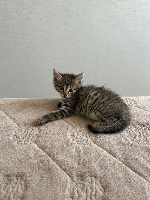 Котенок мальчик 1.5 месяца