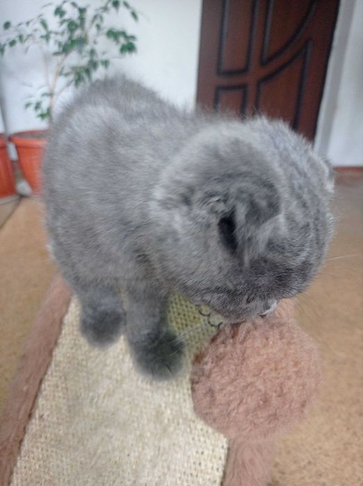 Продается мальчик скотиш фолд