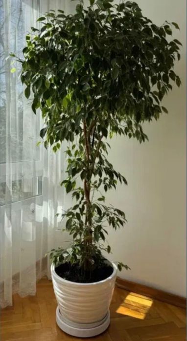 2 бр. фикуси “Бенджамин”, 180 см