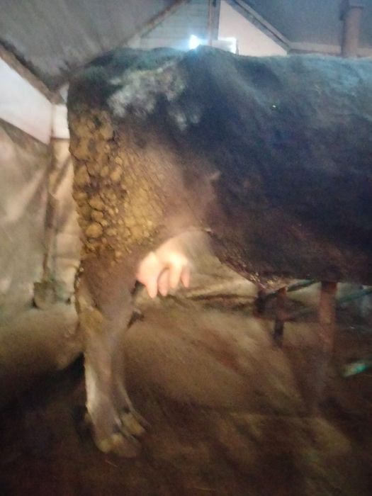 Продам корову…..