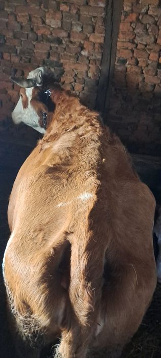 Vaca de vânzare gestanta