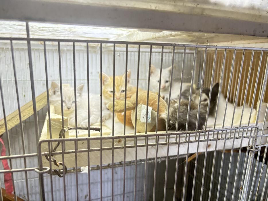 Собака, котята и кошки