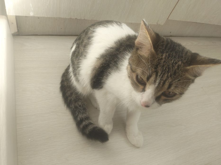 Кошечка, молодая, город Астана