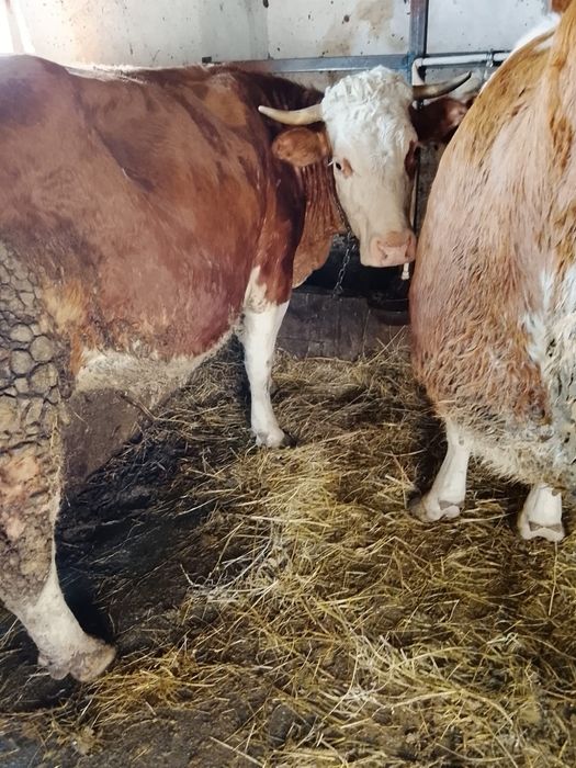 Vînd o vacă de 4 Ani